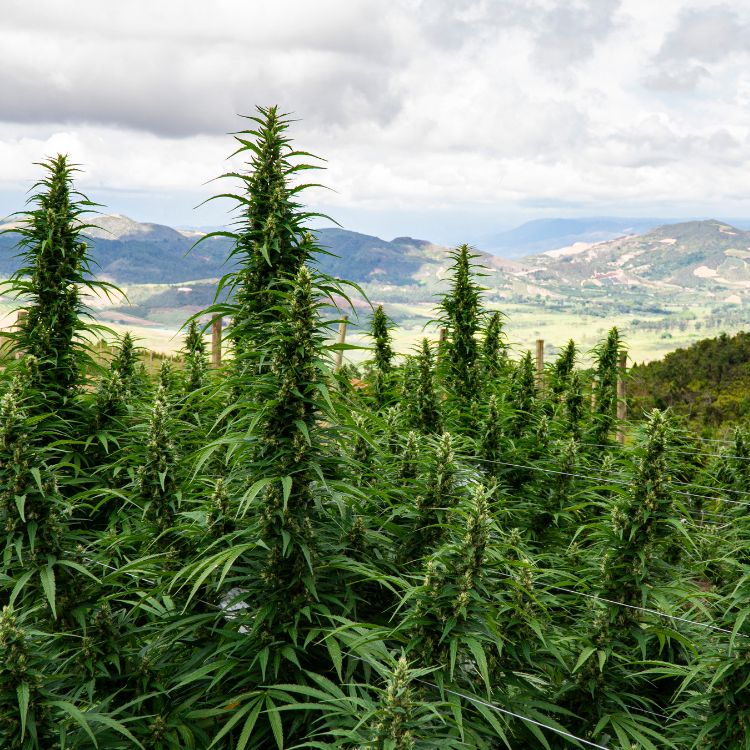 Flora Growth Jobs and Company Culture Powderkeg